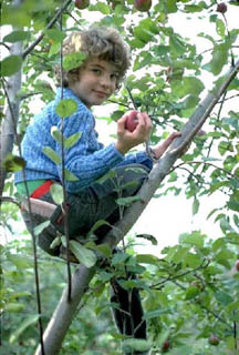 Apple picking / Rcolte des pommes